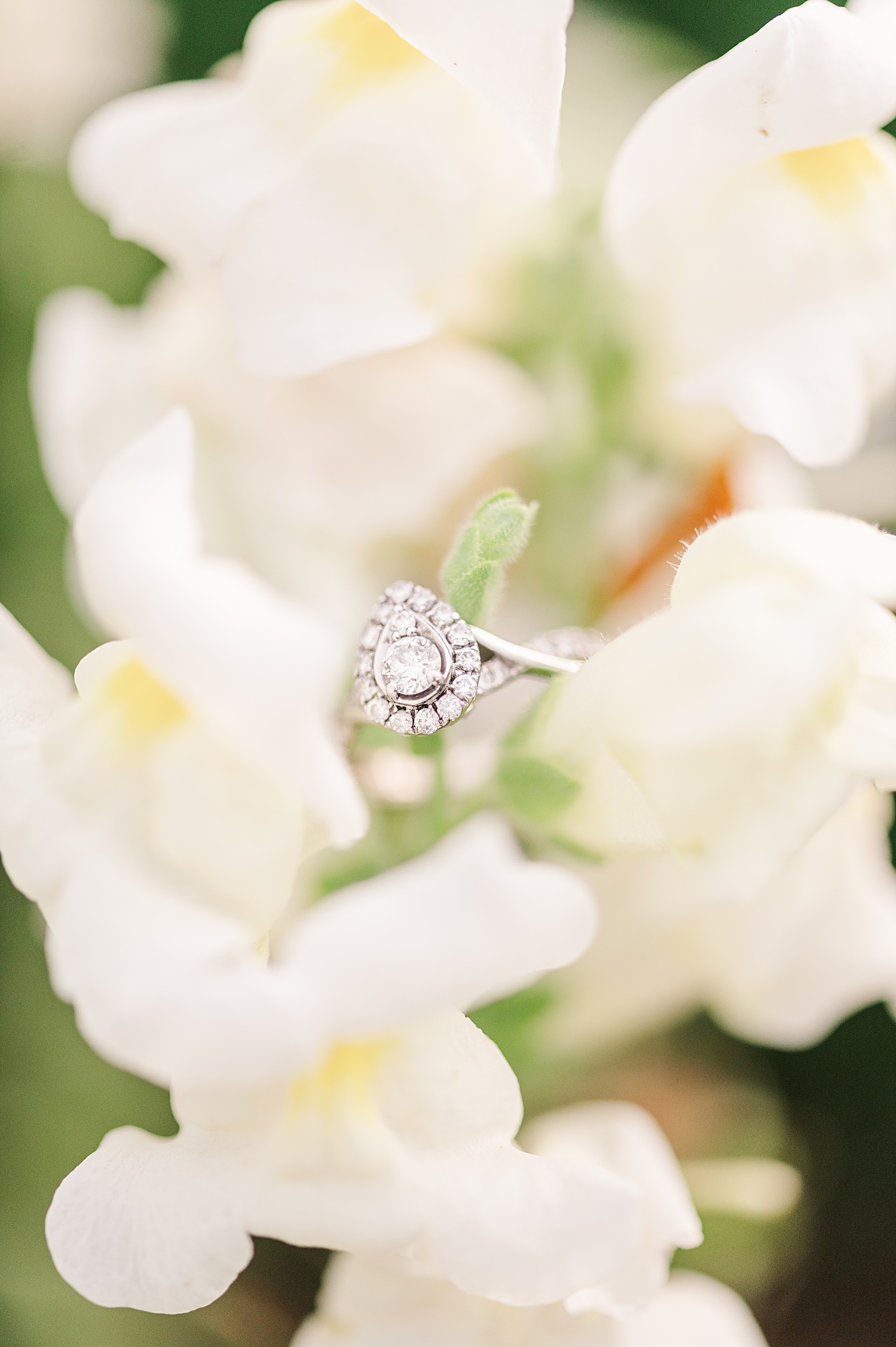 engagement ring on flower at Reynolda gardens